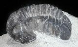 Bargain, Gerastos Trilobite Fossil - Morocco #57624-1
